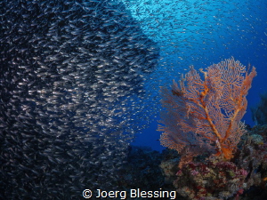 Baitfish and Seafan scenery! by Joerg Blessing 